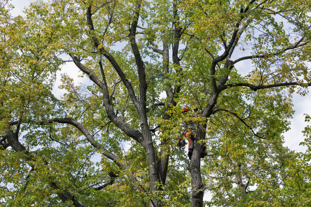 How Our Tree Care Process Works  in  Groveton, VA